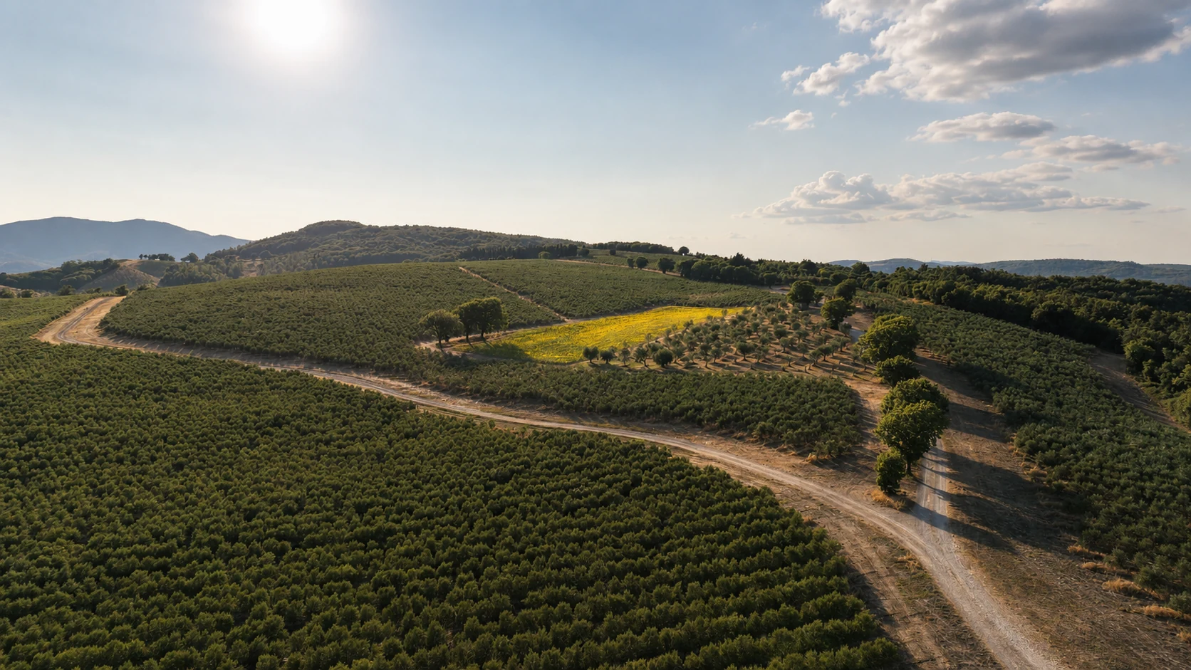 Oliveto biologico Terre Del Papa sulle colline umbre